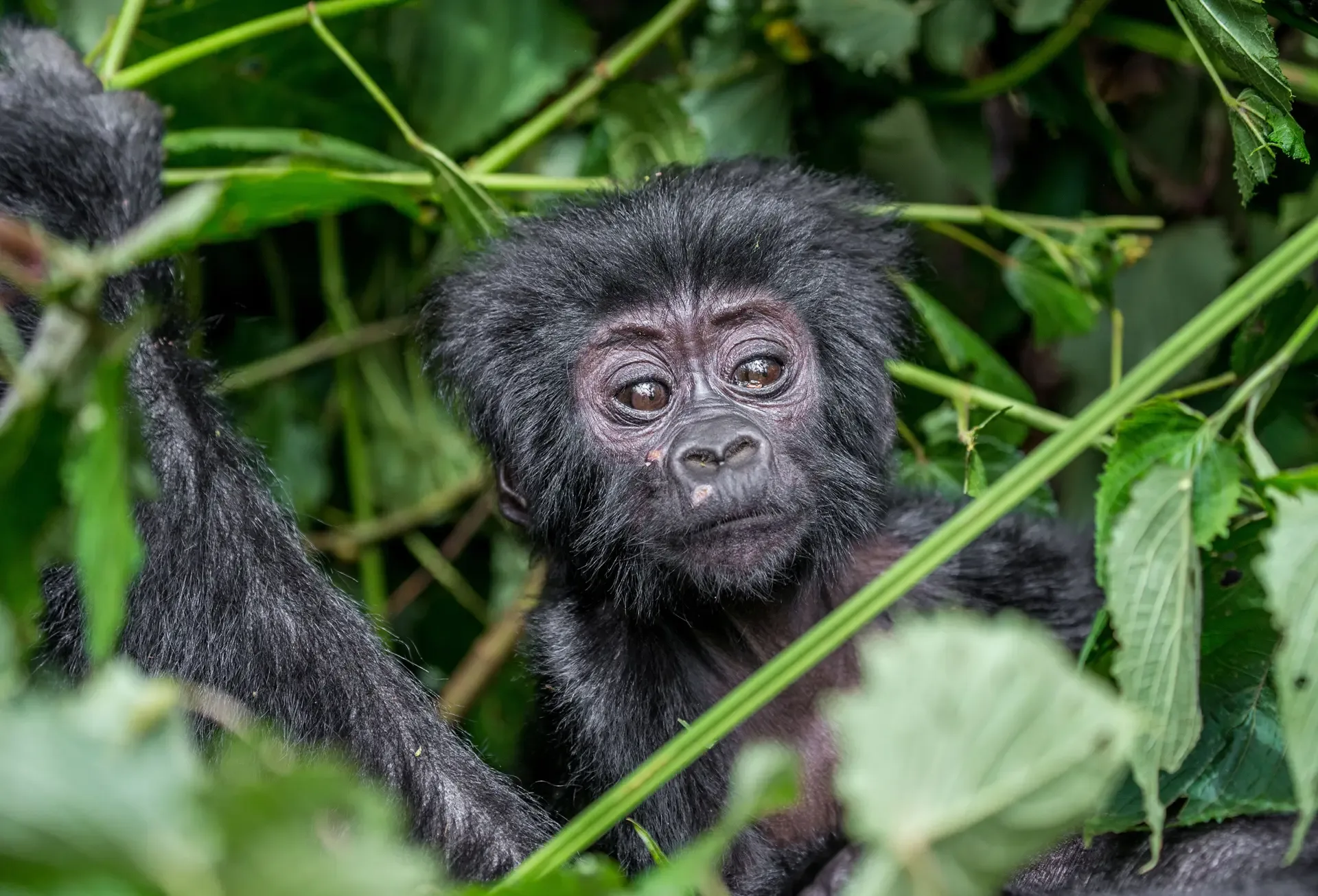 A young mountain gorilla peering through the greenery of Bwindi Impenetrable National Park, Uganda.