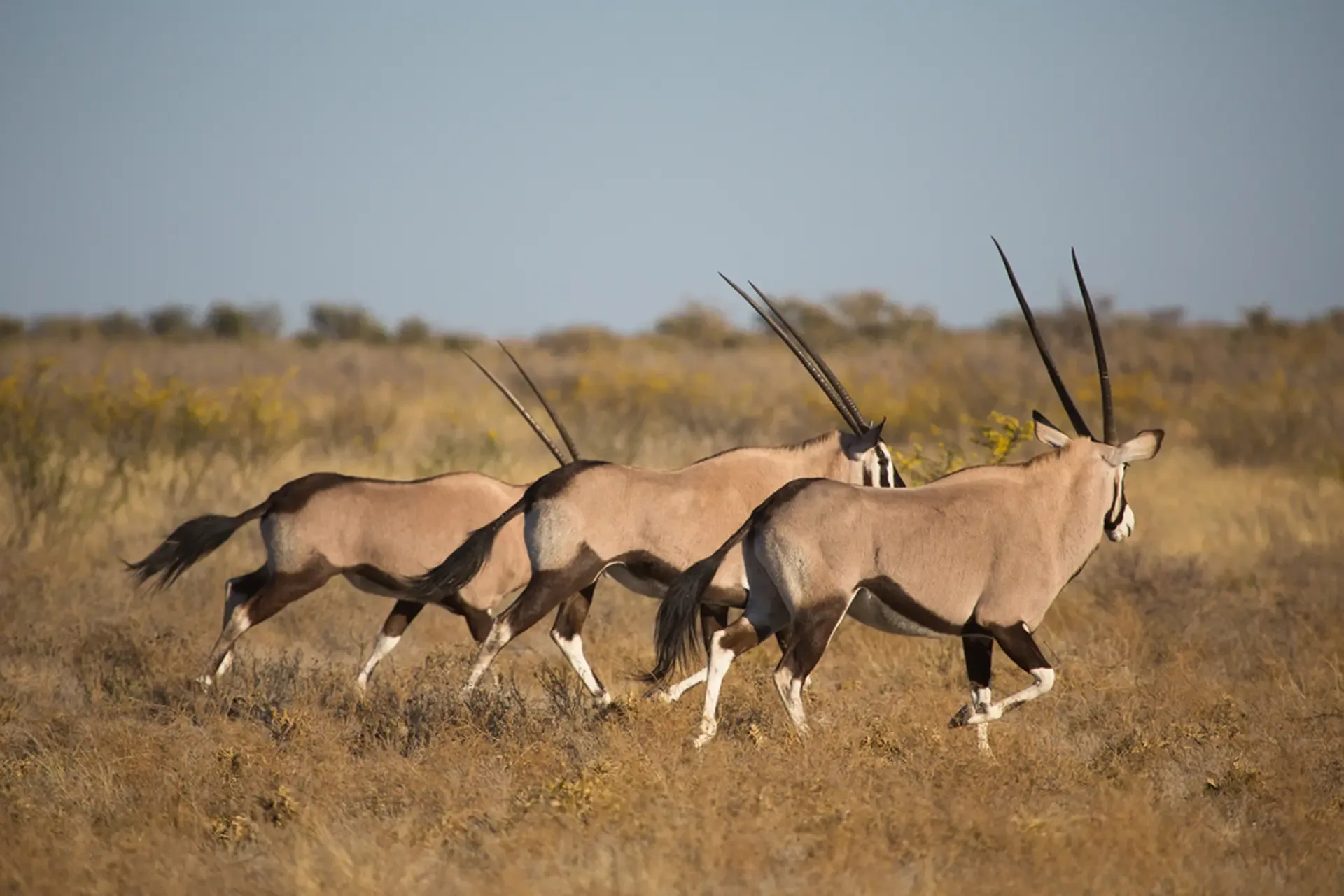 Gemsbok moving through the dry grass of Central Kalahari Game Reserve, Botswana.