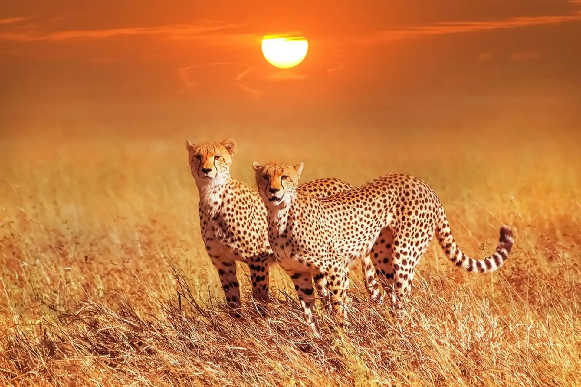 Big cat action at its best