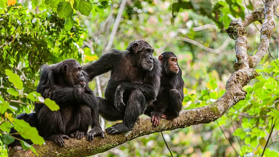 Chimpanzee trek: three chimps resting together on a forest branch.