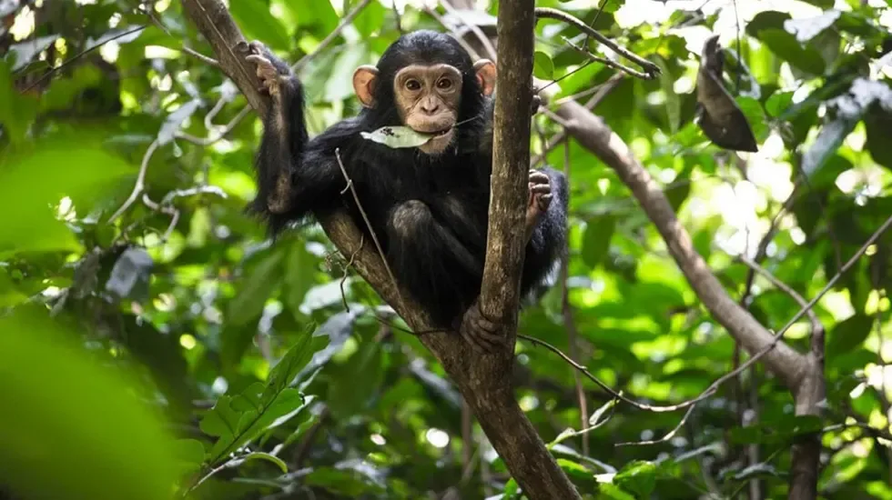 A young chimpanzee feeding in the forest canopy during a chimpanzee trek in Rwanda.