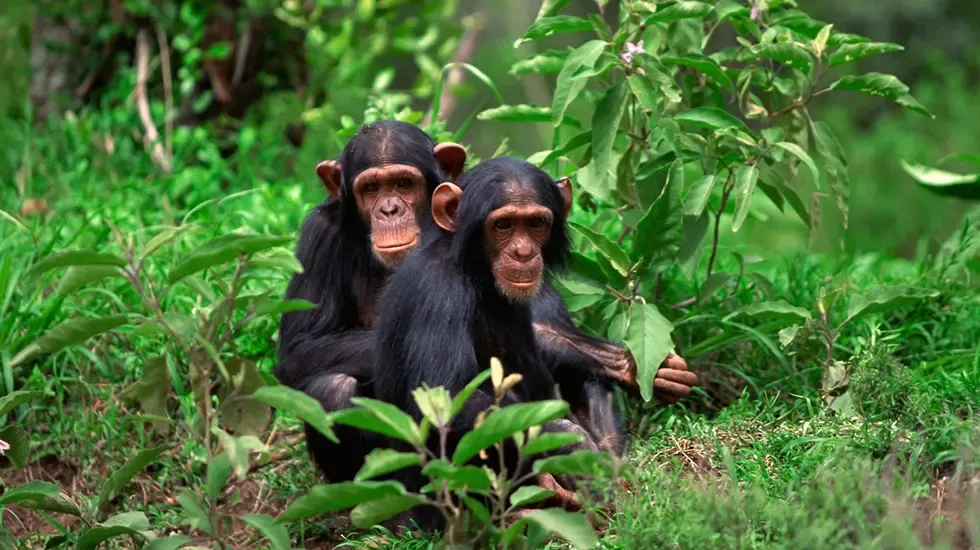 Two chimpanzees rest among the green undergrowth during a chimp trek in Rwanda.