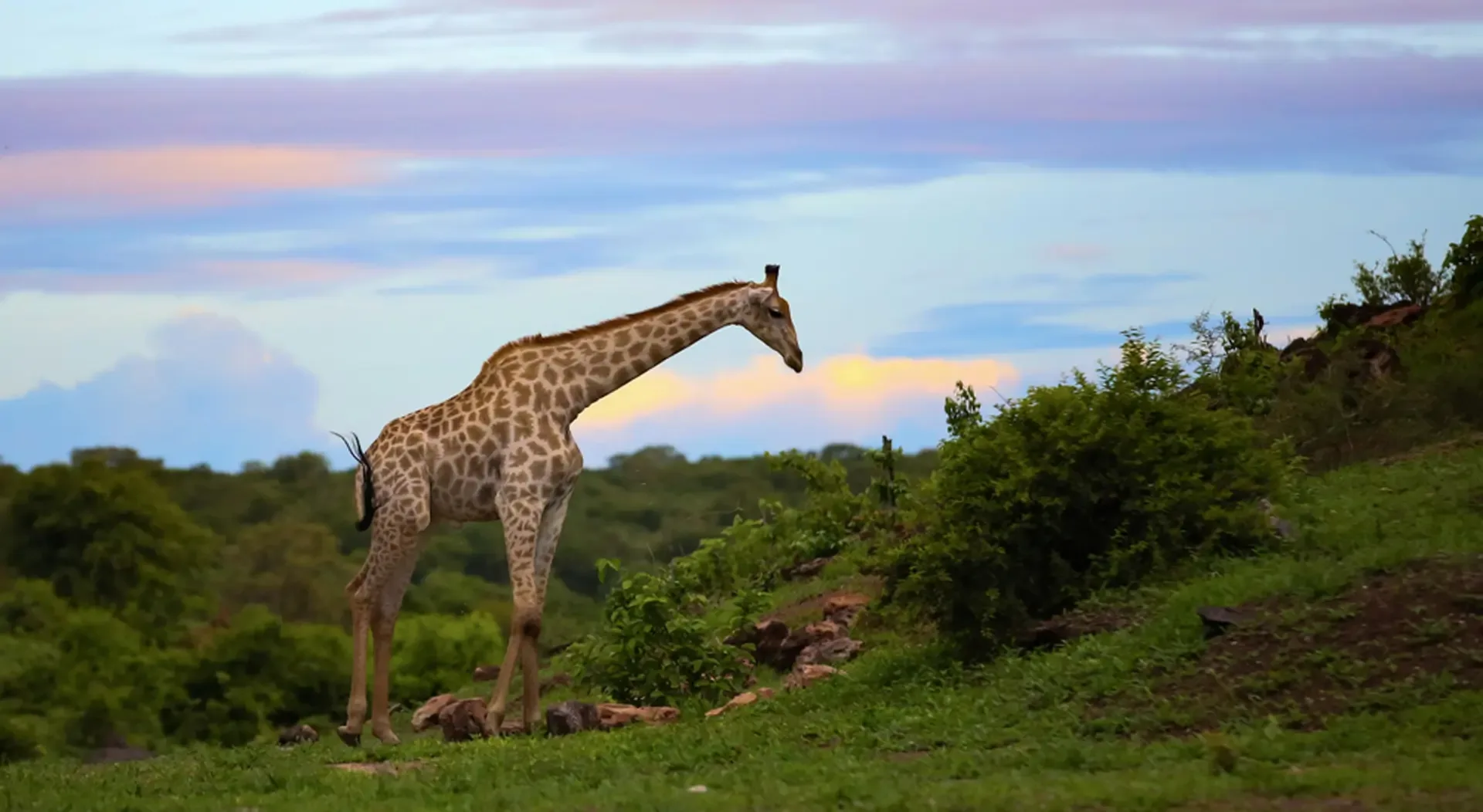 Elephant super-herds in Chobe