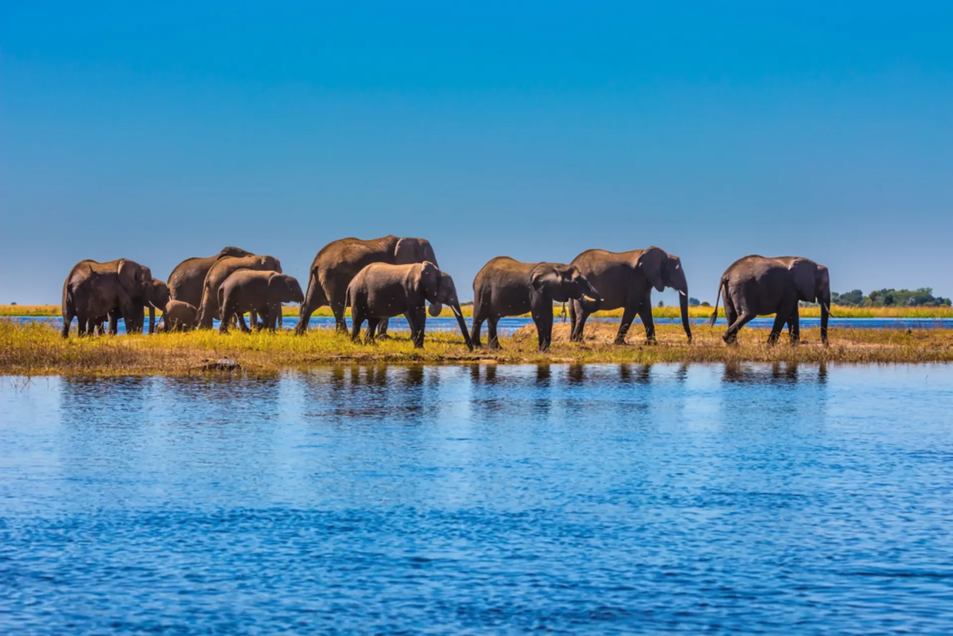 Elephants gather on the Chobe riverbank in Chobe National Park, Botswana.