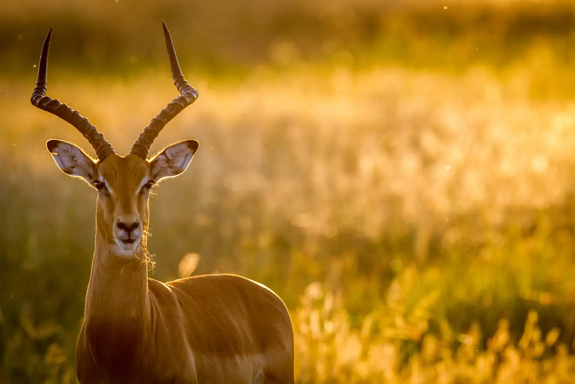 An impala pauses in golden evening light in Chobe National Park, Botswana.