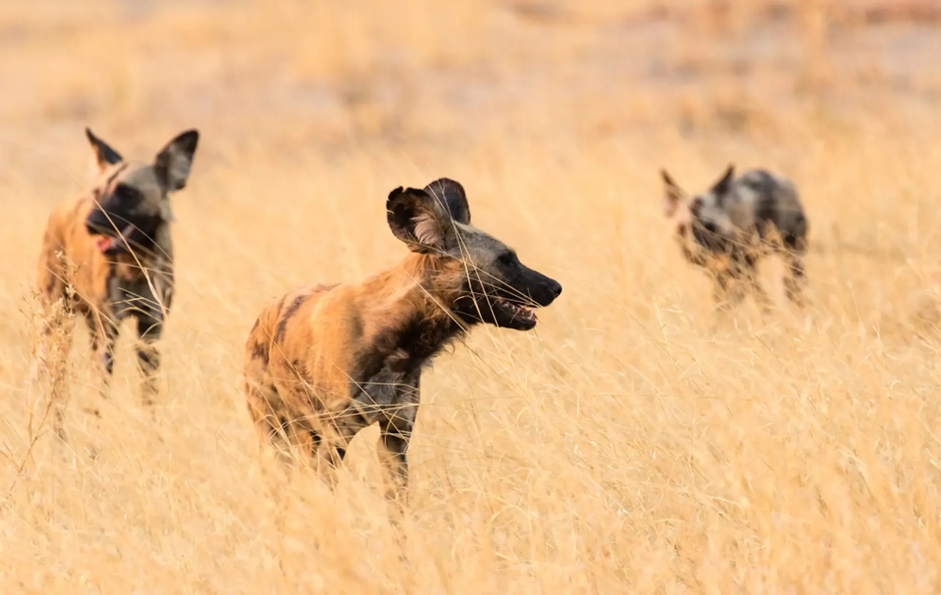 African wild dogs moving through the tall golden grass of Chobe National Park, Botswana.