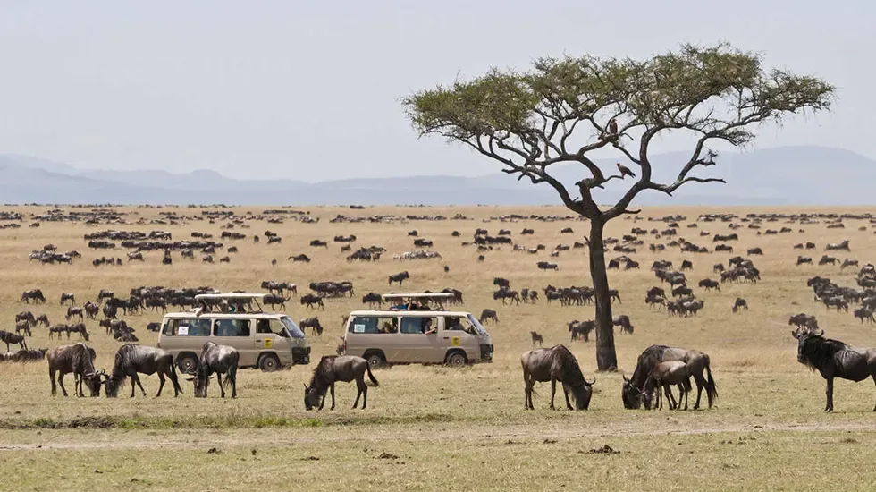 Wildebeest graze the dry golden plains of the Masai Mara as safari vehicles pause beneath an acacia.