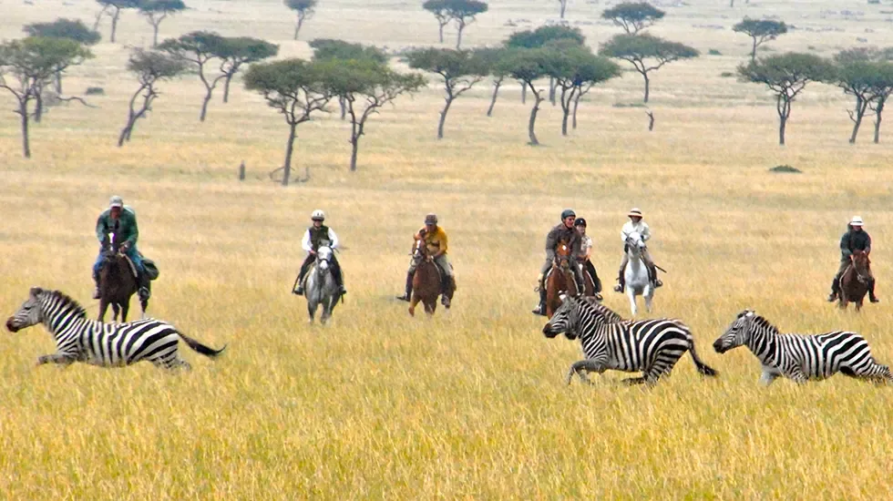Three zebras run through golden grass as riders follow across the open savannah.