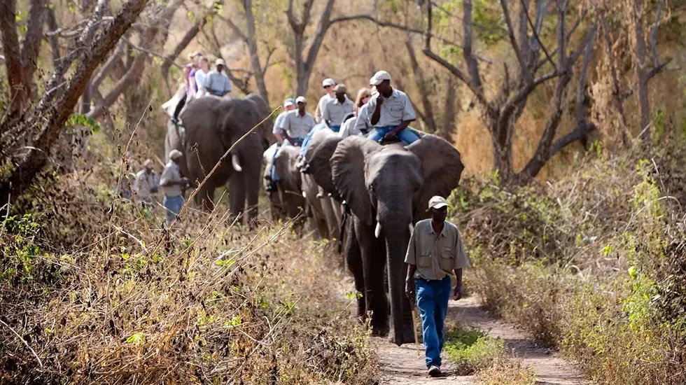 Riding elephants through the bush at Elephant Whispers in South Africa.