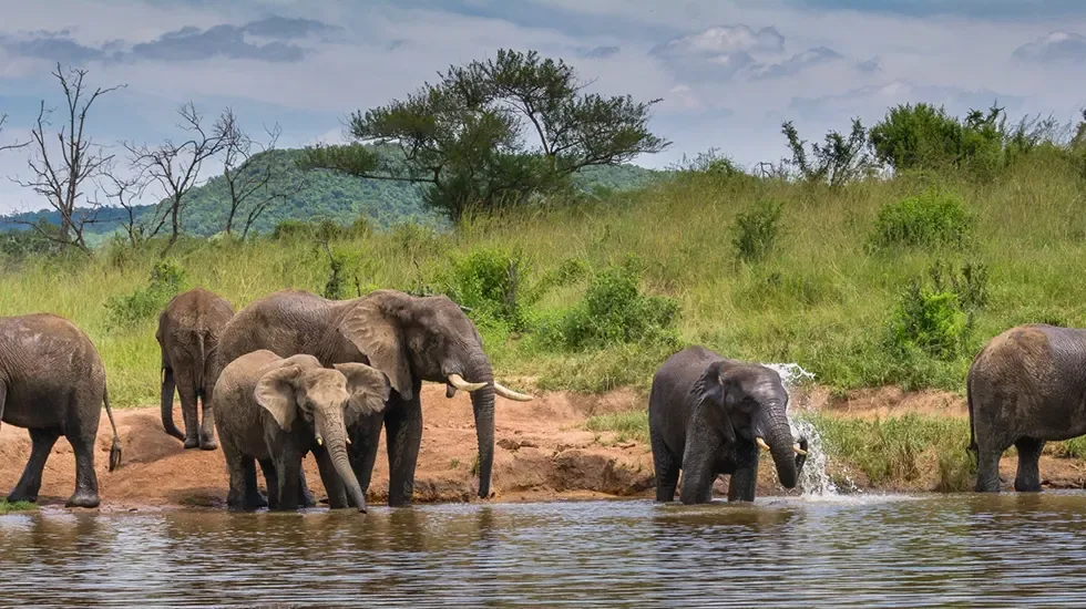 Elephants gather at the water's edge at Elephant Whispers in South Africa.