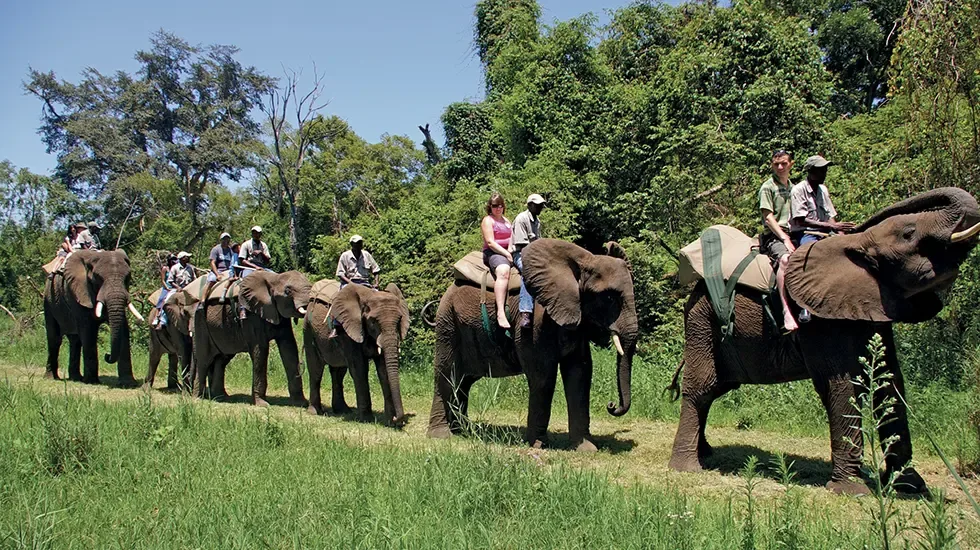 Riding elephants through the green bush at Elephant Whispers in South Africa.
