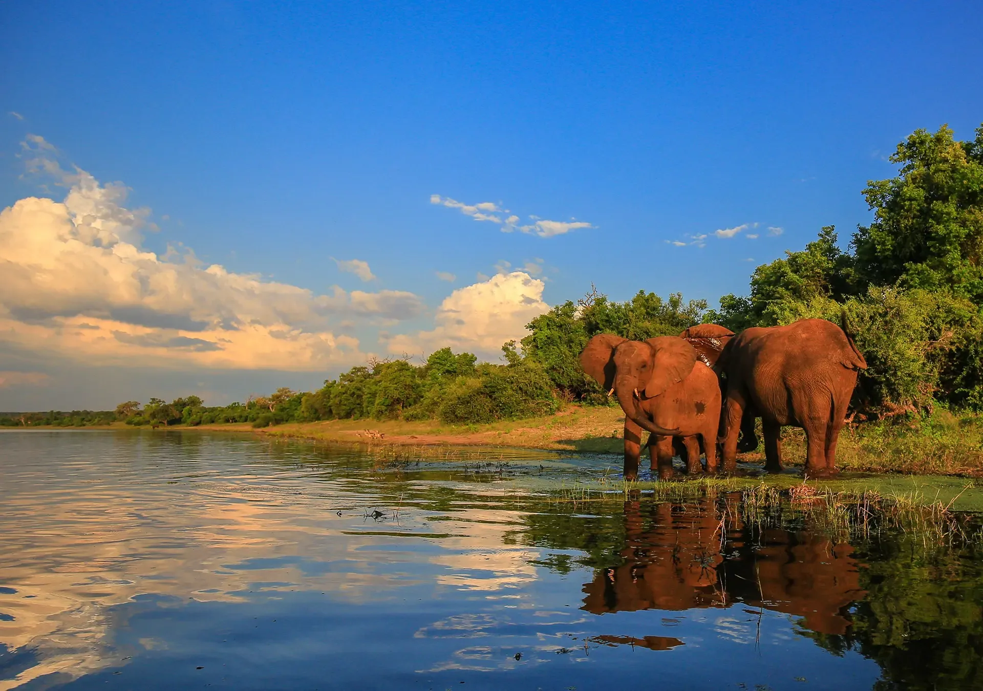 Kruger dry-season game viewing