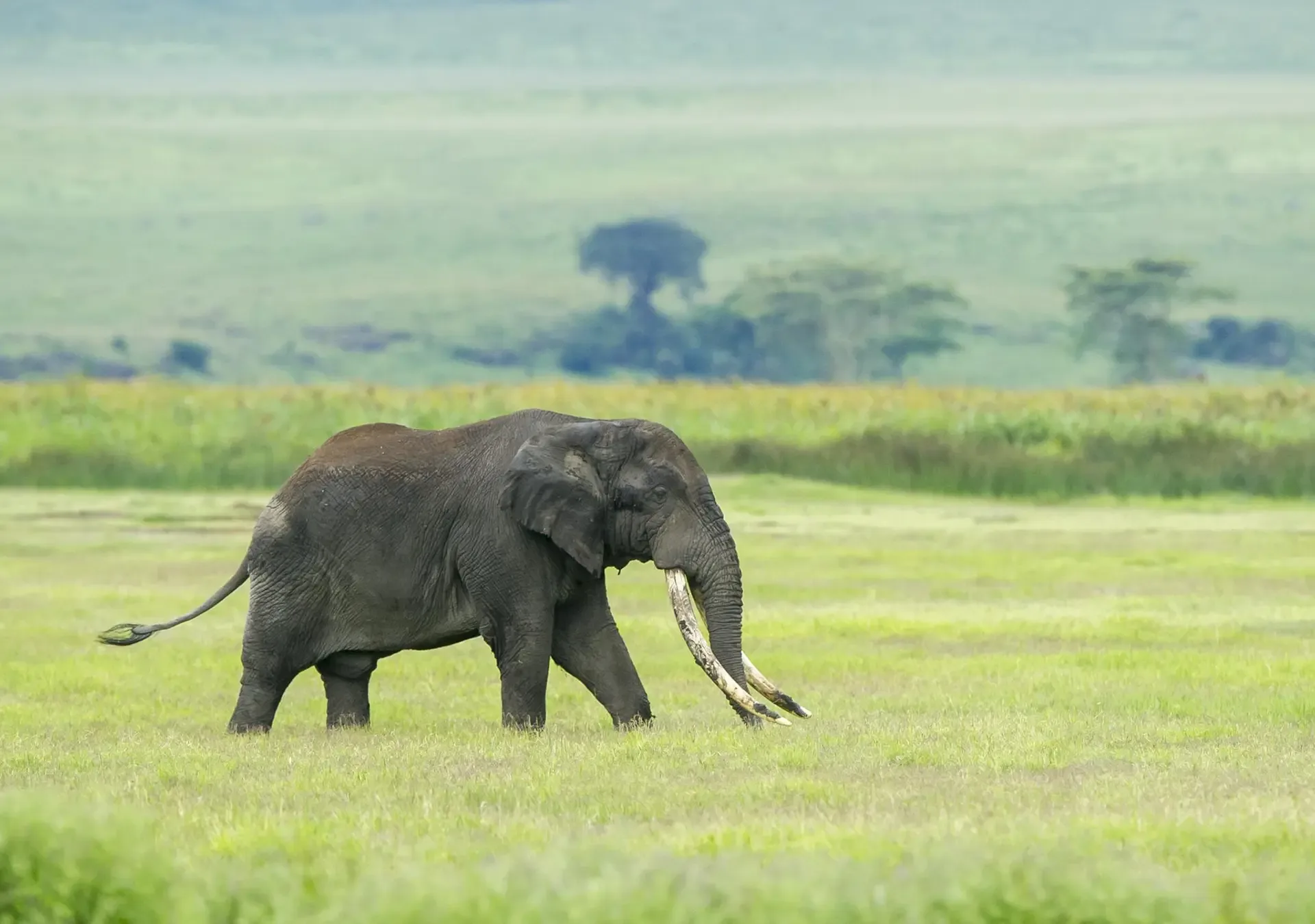Why Ngorongoro Conservation Area is a must-visit in Tanzania
