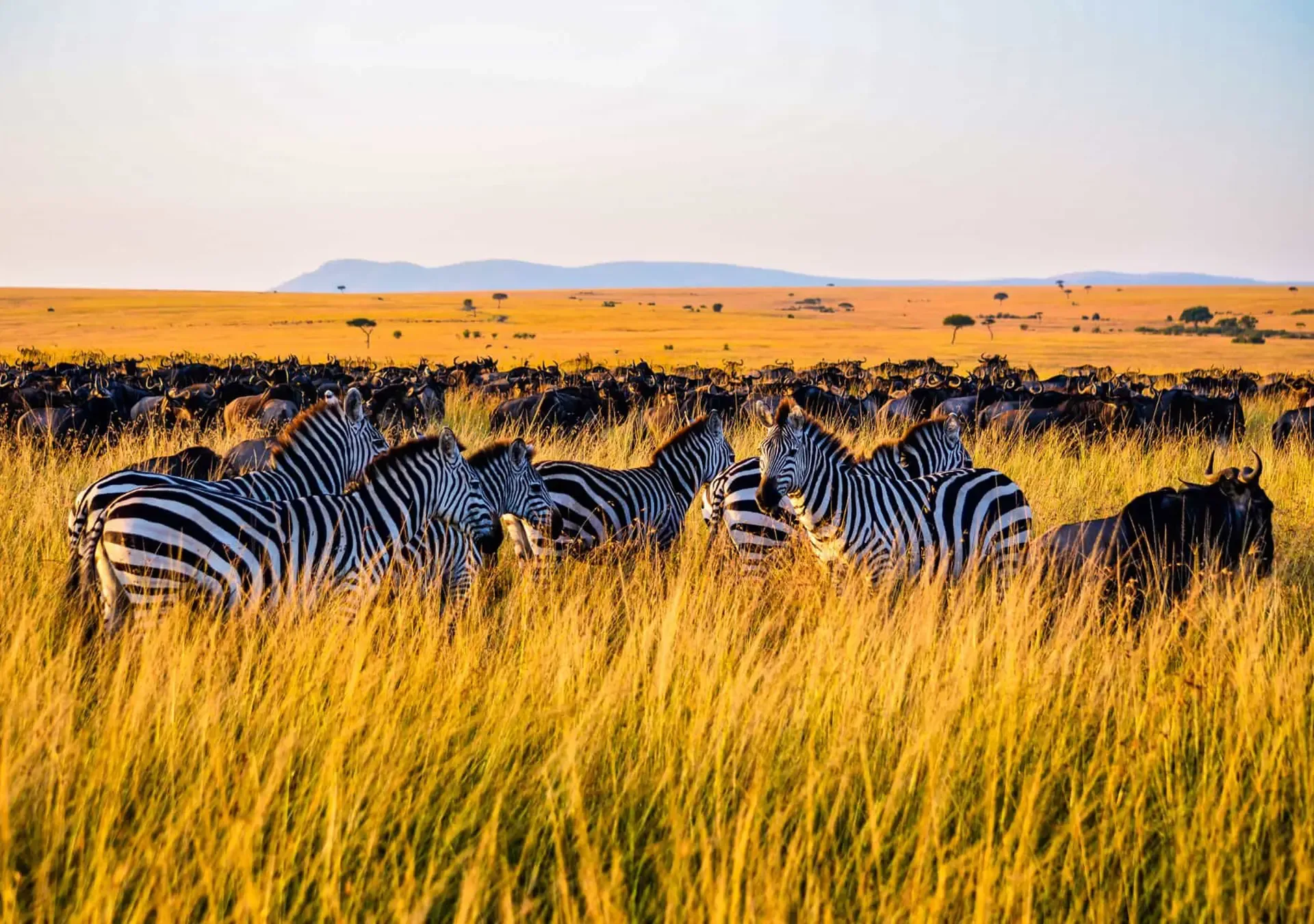 2024 Tanzania vs South Africa as a Safari Destination