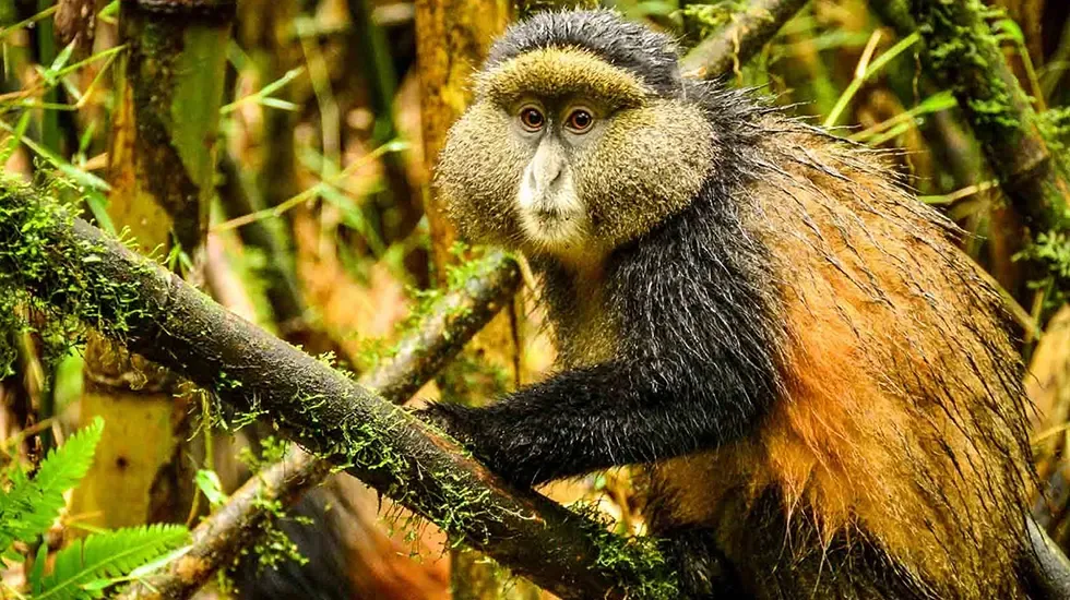 A golden monkey pauses on a mossy branch in Volcanoes National Park, Rwanda.