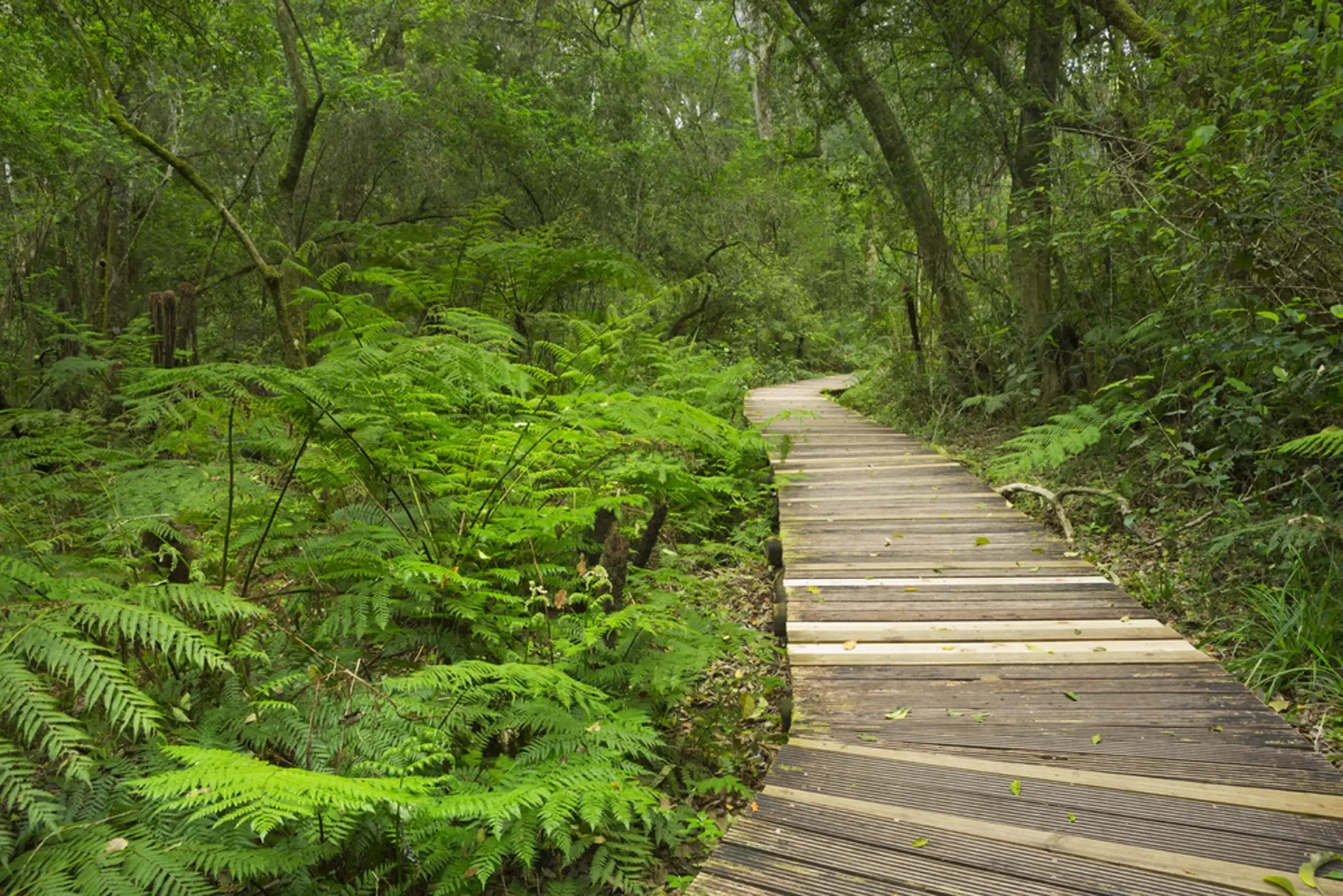 A timber boardwalk winding through the lush forest of Garden Route National Park.