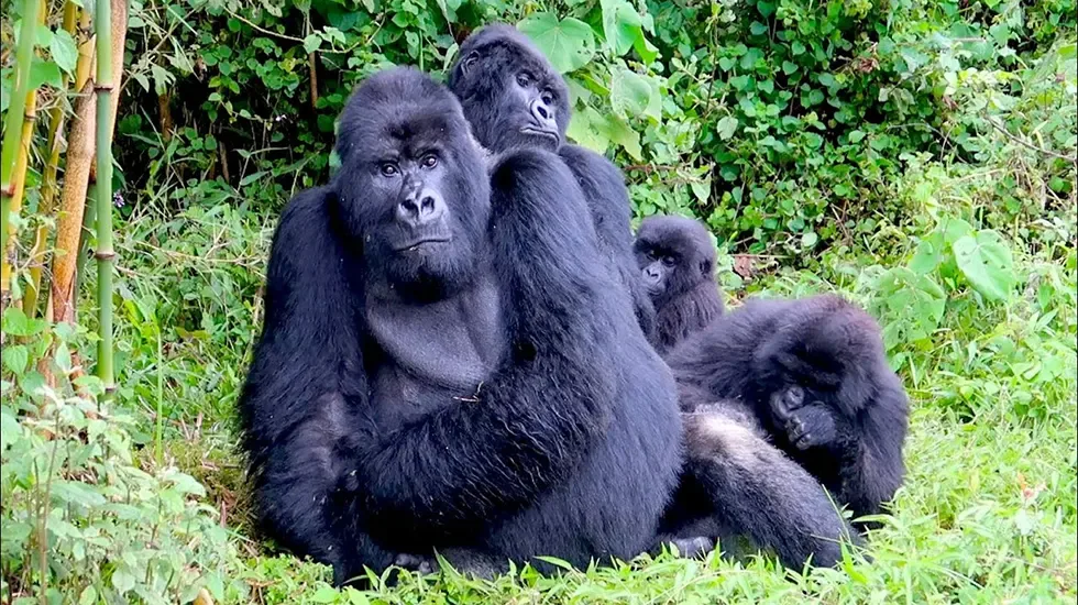 10 Days Explore Rwanda Safari Tour