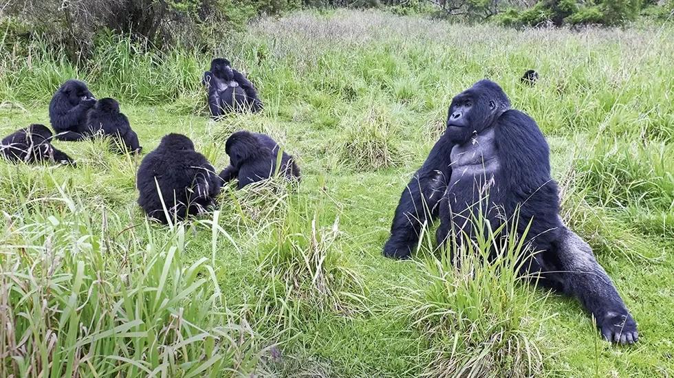 A mountain gorilla family resting in the tall grass during gorilla tracking in Rwanda.