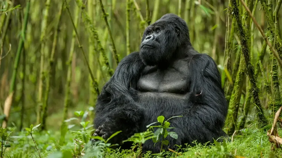 3 Days Rwanda Gorilla Trekking Safari