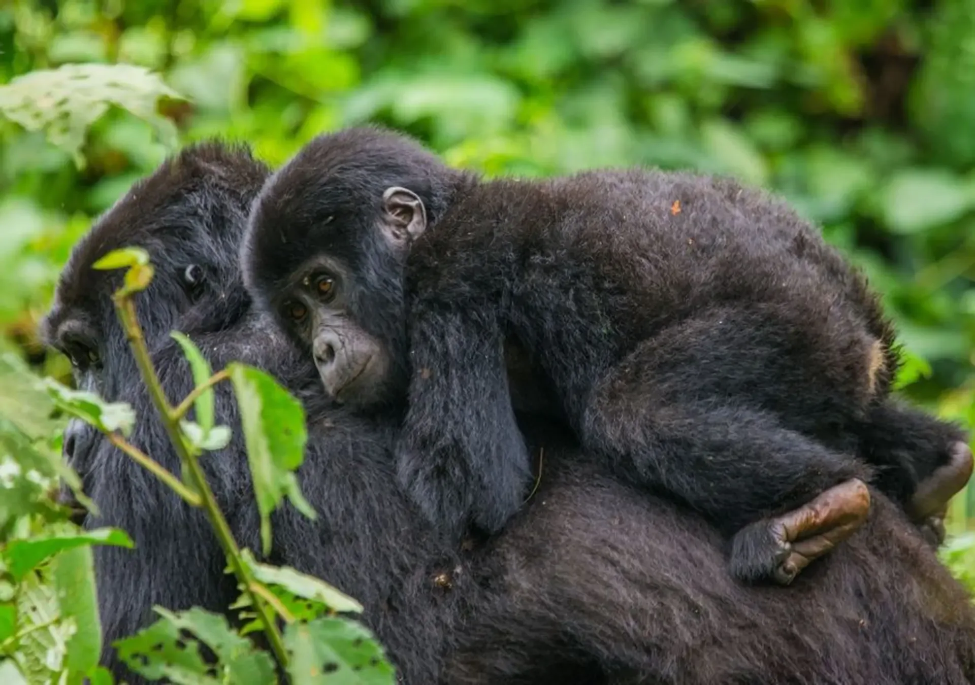 Gorilla Tracking in Uganda: Is it Safe?