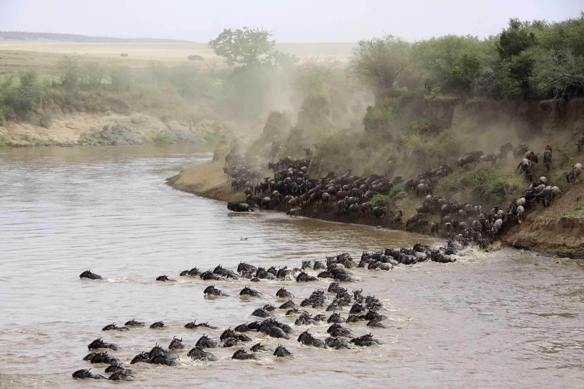 Wildebeest plunge into the river during the Great Migration river crossing in Tanzania.