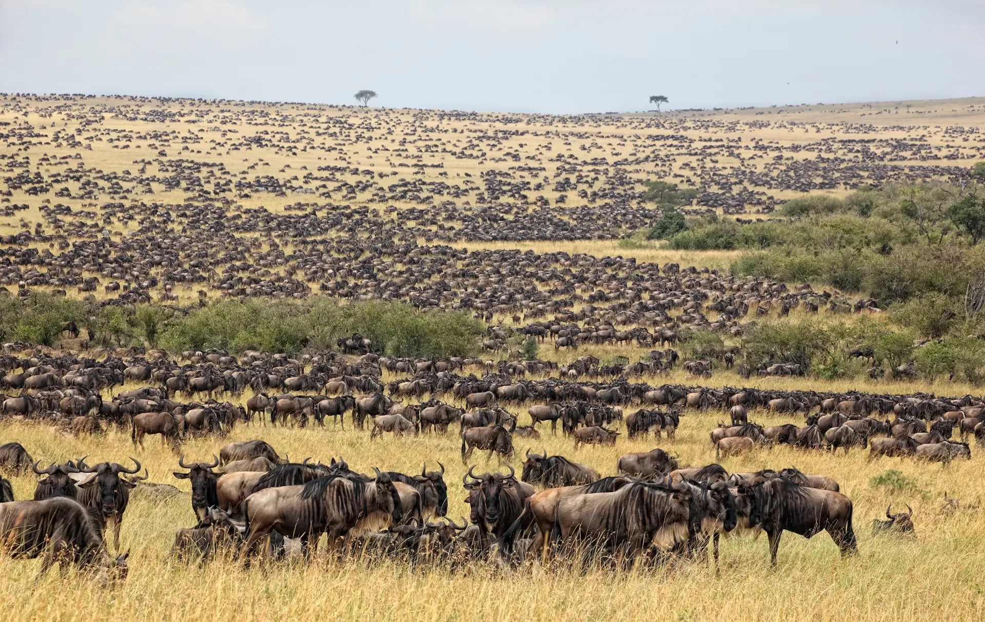 4 Days Ndutu Migration Safari Calving Season