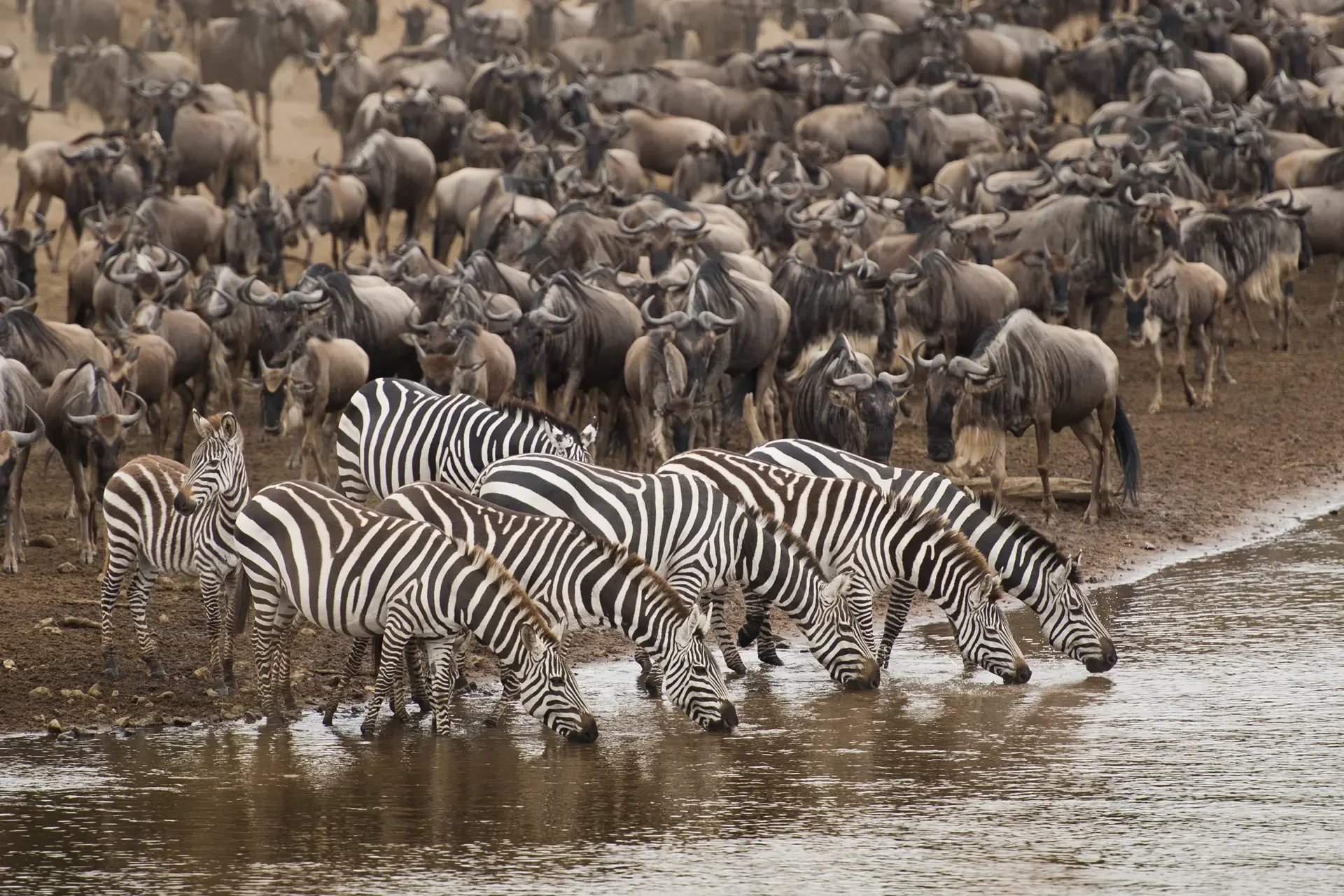 Zebras drink at the water's edge during the Great Migration in Tanzania.