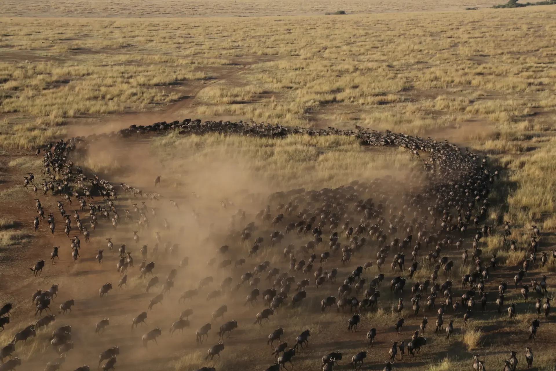 Wildebeest herds on the move during the Great Migration, trailing dust across the plains.