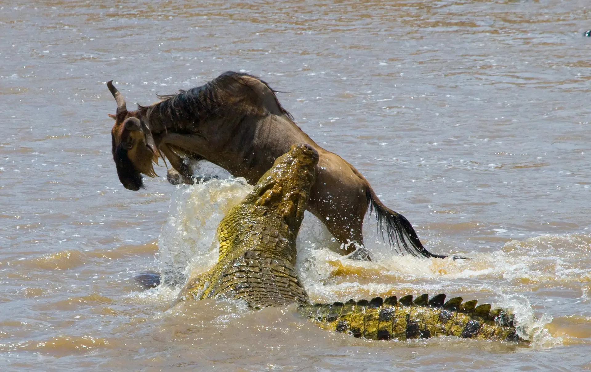 A wildebeest lunges clear of a crocodile during the Great Migration river crossing.