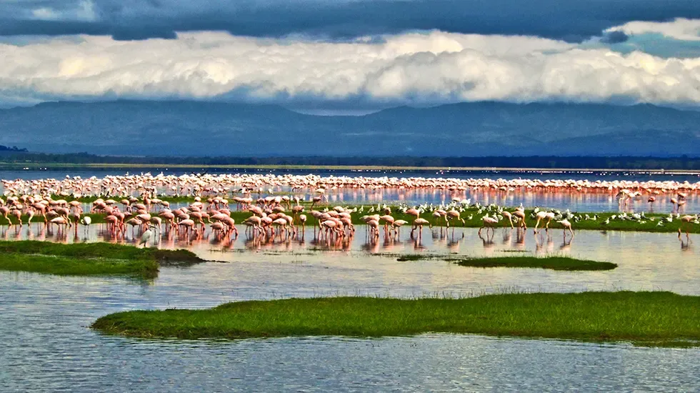 Flamingos mass along the shallows of a Great Rift Valley soda lake in Kenya.