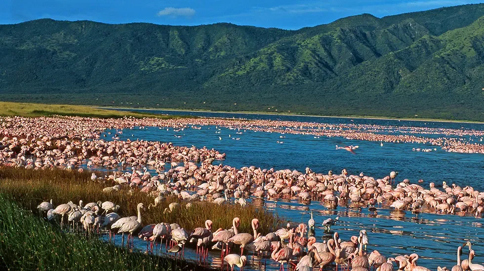 Flamingos mass along the shoreline of a Great Rift Valley soda lake beneath green hills.