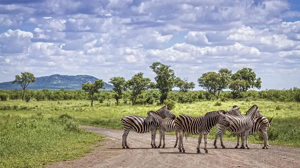 A herd of zebras gathers on a dirt track in the Greater Kruger Park.