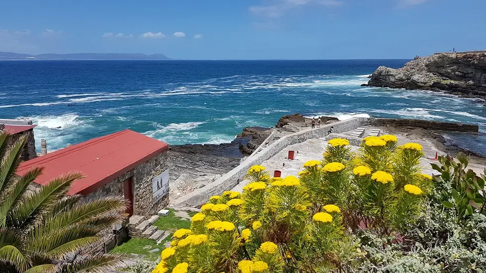 Yellow coastal blooms above the rocky shore on the scenic route to Hermanus, South Africa.