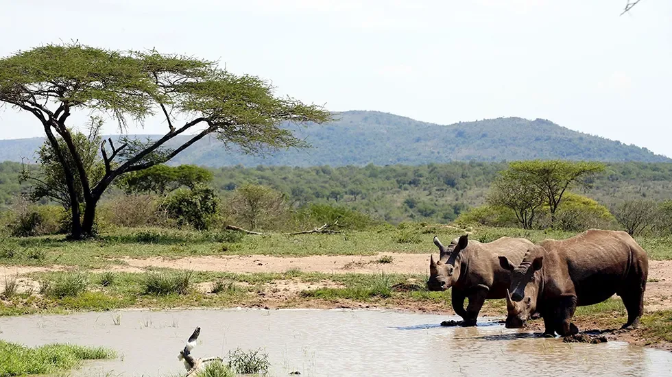 Two white rhinos at a waterhole in Hluhluwe Game Reserve, South Africa.