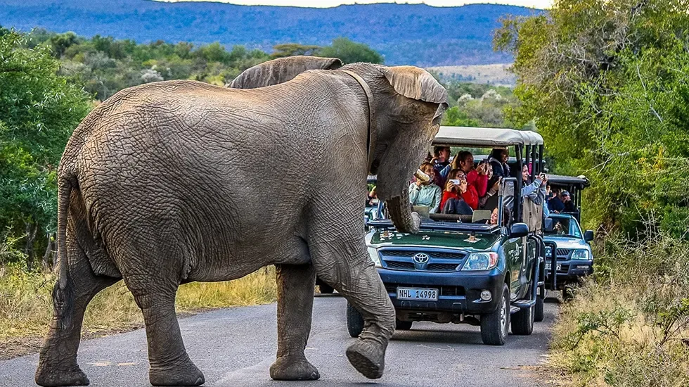 An elephant crosses the road ahead of safari vehicles in Hluhluwe Game Reserve, South Africa.