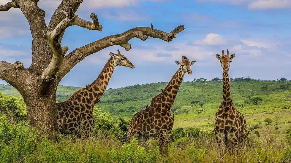 Three giraffes among the green hills of Hluhluwe Game Reserve, South Africa.