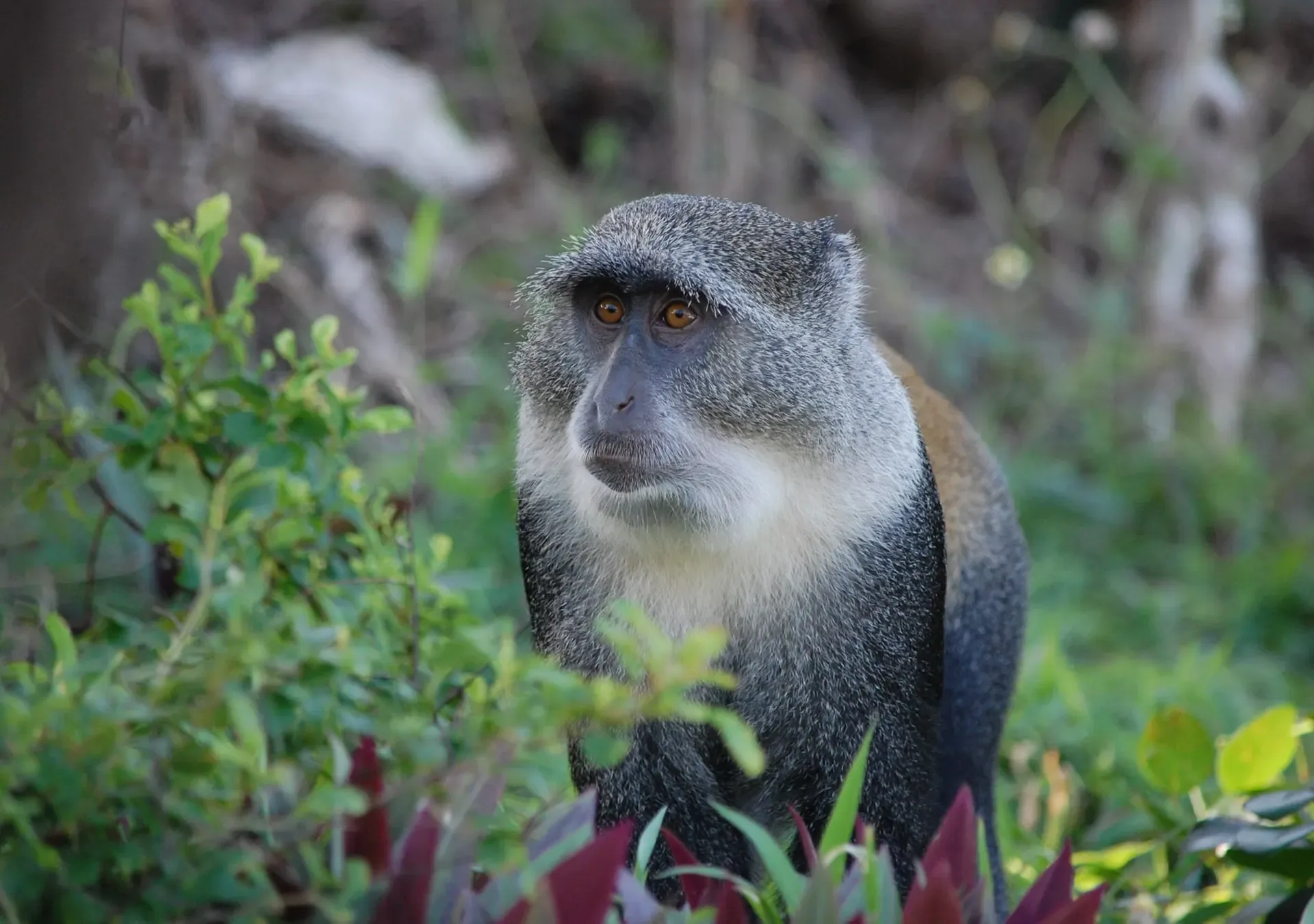 Jozani Chwaka Bay National Park (Zanzibar)