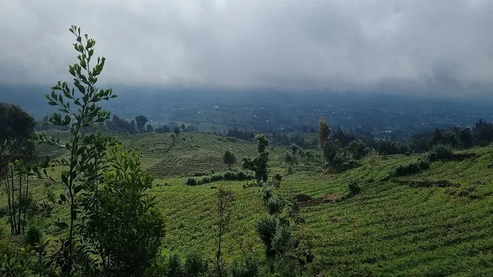 Mist over the cultivated hills around the Karisoke Research Center in Rwanda.