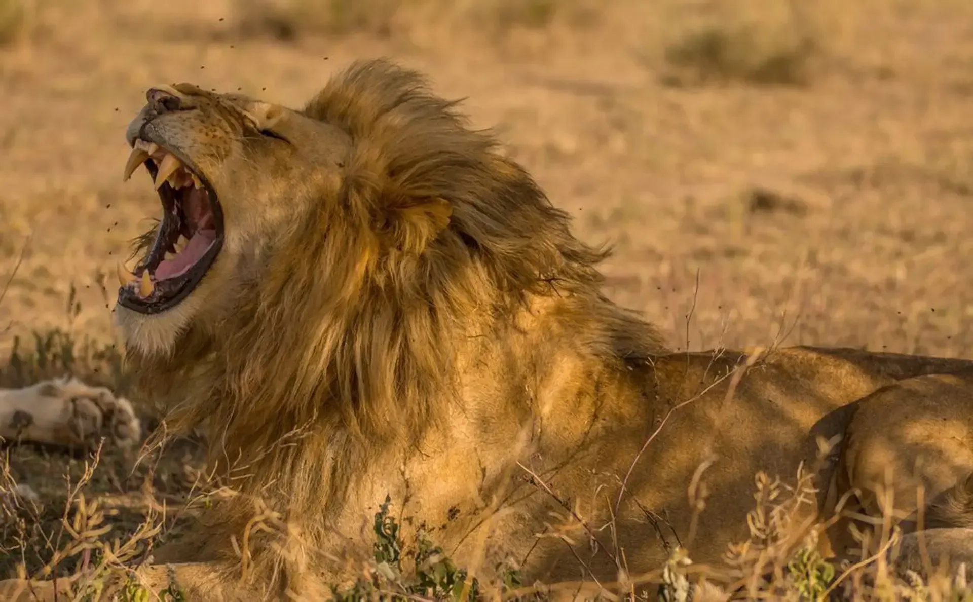 A male lion yawns widely in the dry grass of Katavi National Park, Tanzania.