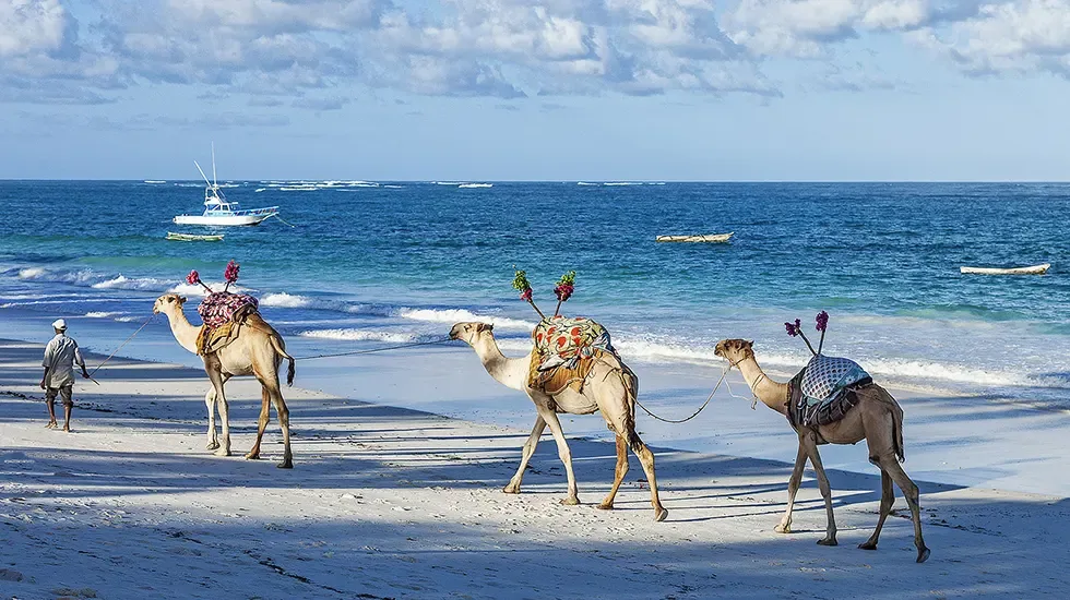 Three camels in decorated saddles walk the white sand of the Kenyan coast.