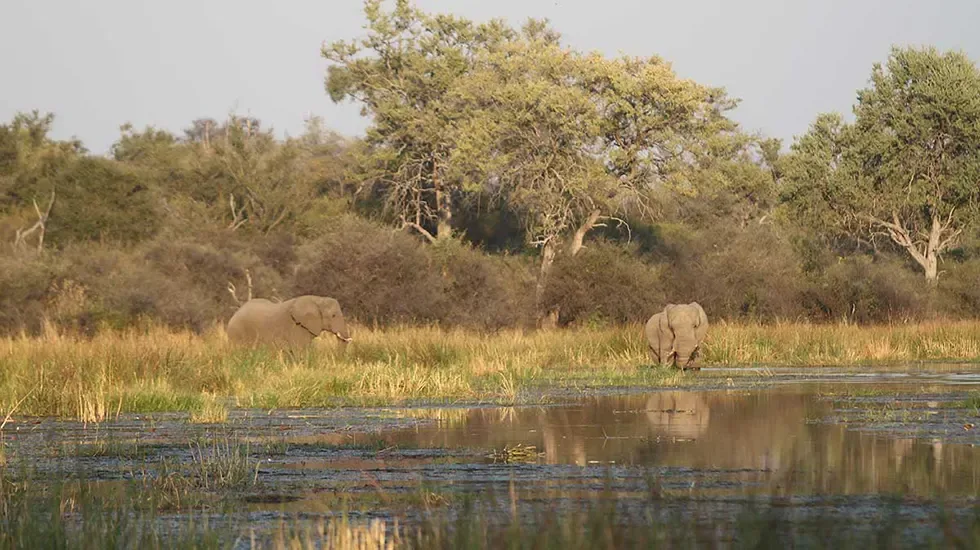 Two elephants at the water's edge in the Khwai Concession, Botswana.