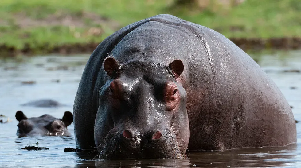 Khwai concession (Okavango delta, Botswana) pt2