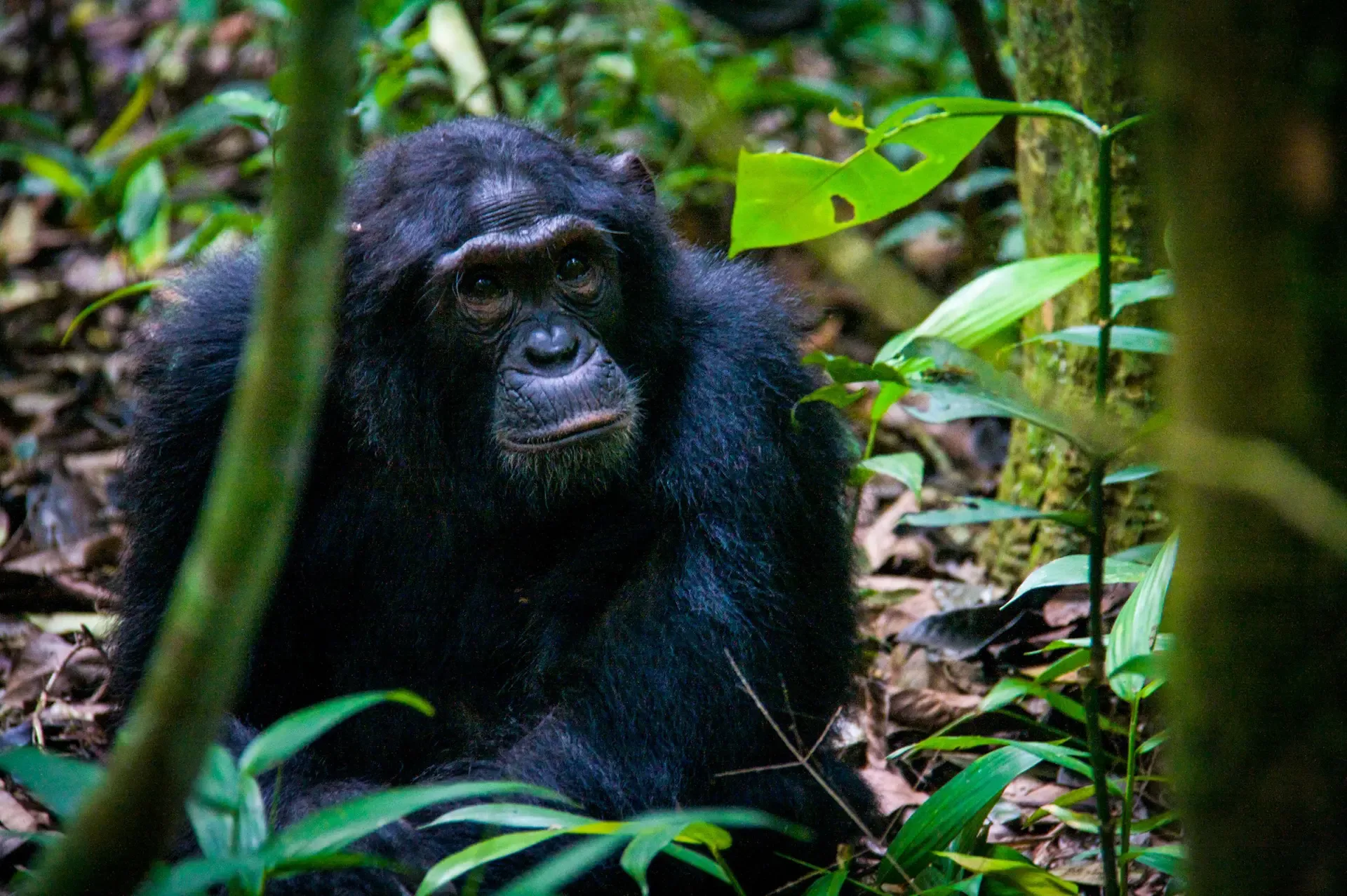 13 Days Classic Uganda Primates Tour