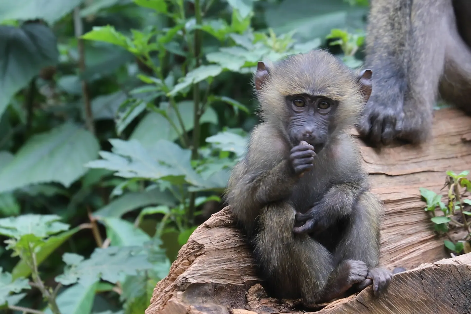 A young baboon rests on a fallen log in the green forest of Kibale National Park, Uganda.