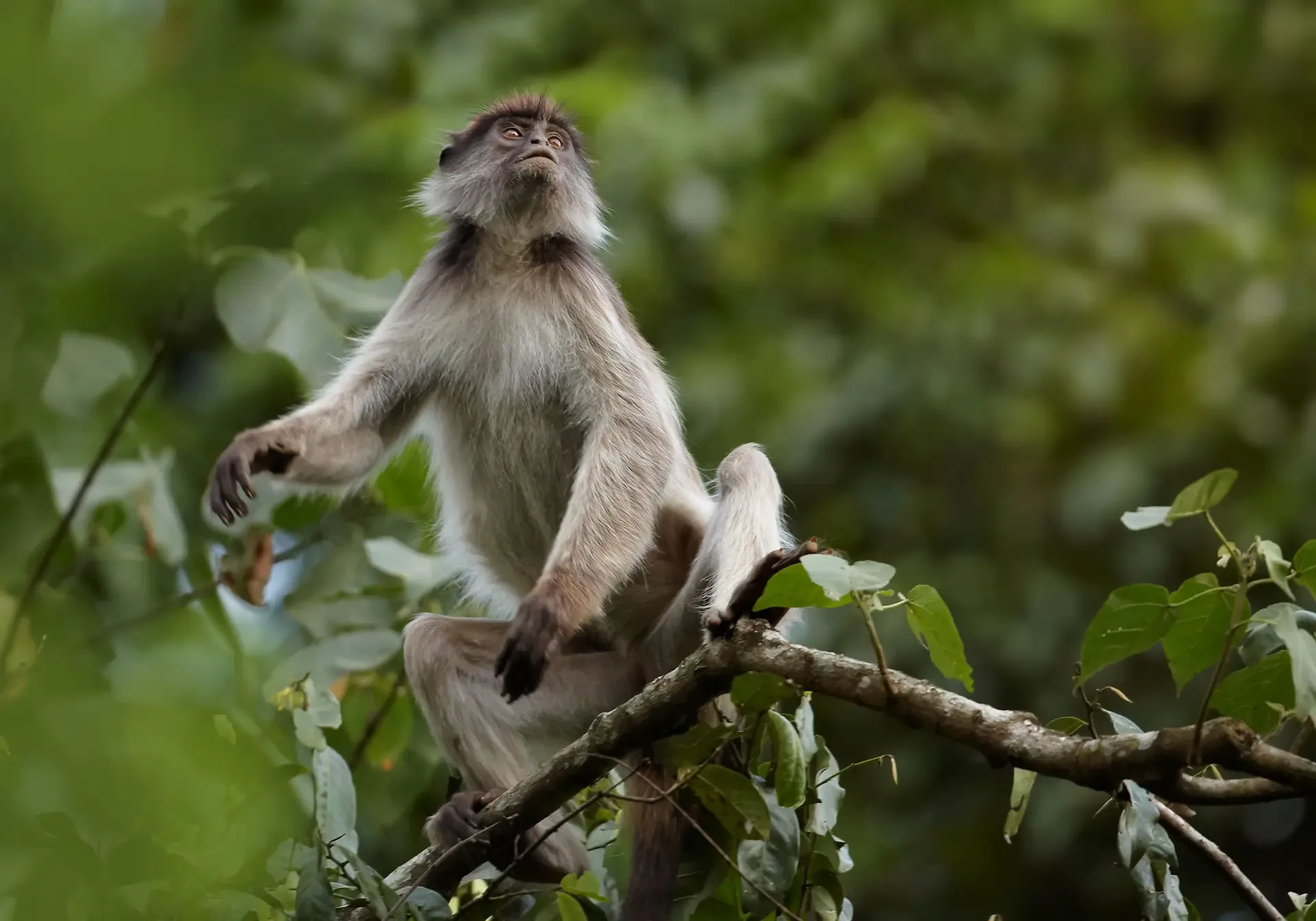 A monkey resting on a branch in the green canopy of Kibale, Uganda.