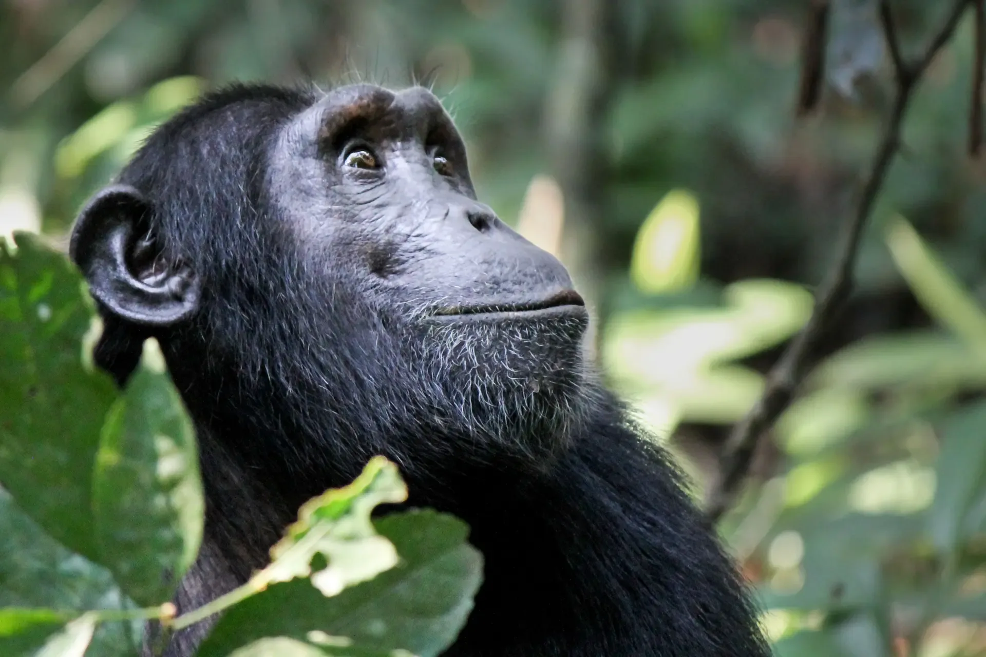 A chimpanzee rests among the leaves of Kibale National Park, Uganda.