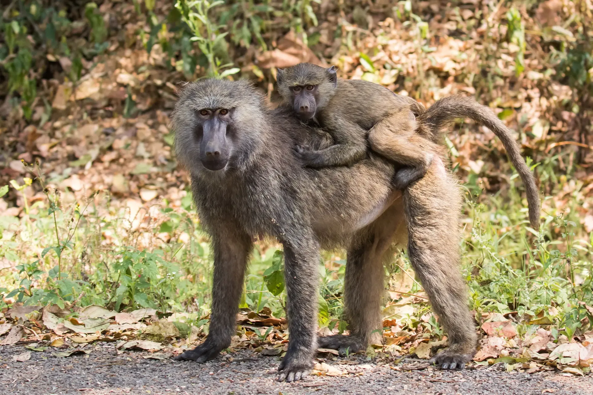 A baboon mother carries her infant through Kibale National Park, Uganda.