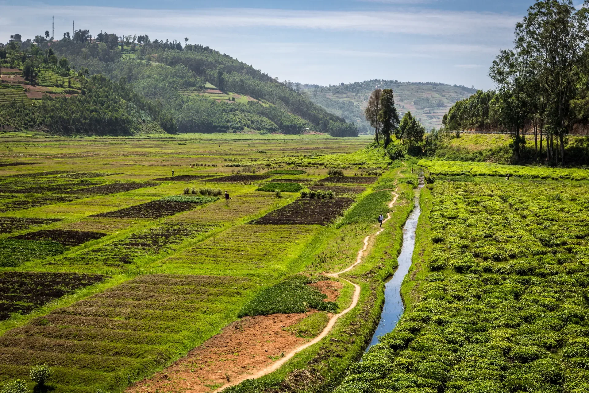 Green farmland and a winding stream on the outskirts of Kigali, Rwanda.