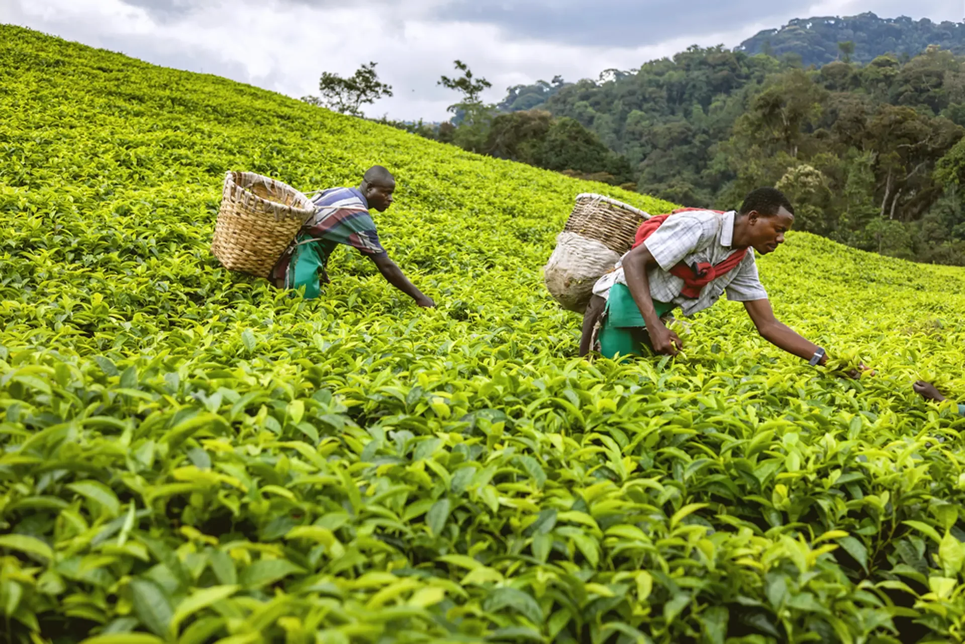 Tea pickers at work in the green hills near Kigali, Rwanda.