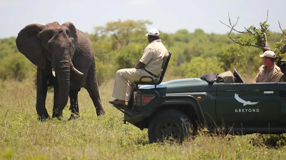An elephant crosses the grass beside a safari vehicle on a Kruger game drive in South Africa.